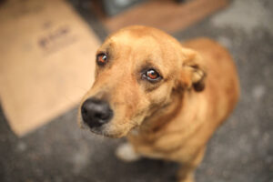 Sad Dog