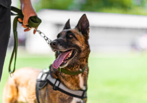 Dog for Protection