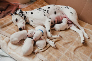 weaning puppies