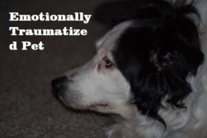 Emotionally Traumatized Pet